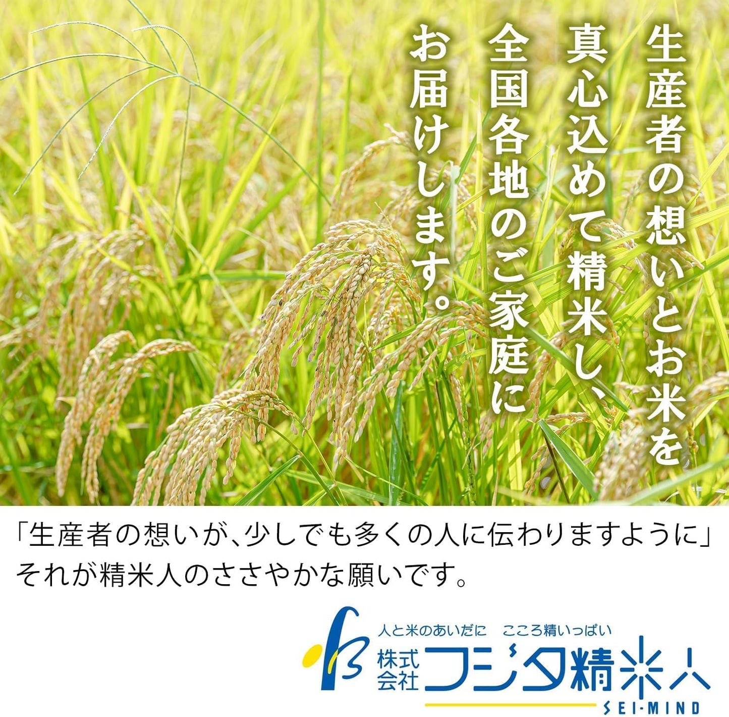 【精米】令和7年 兵庫県産コシヒカリ 白米5kg 職人のこだわり