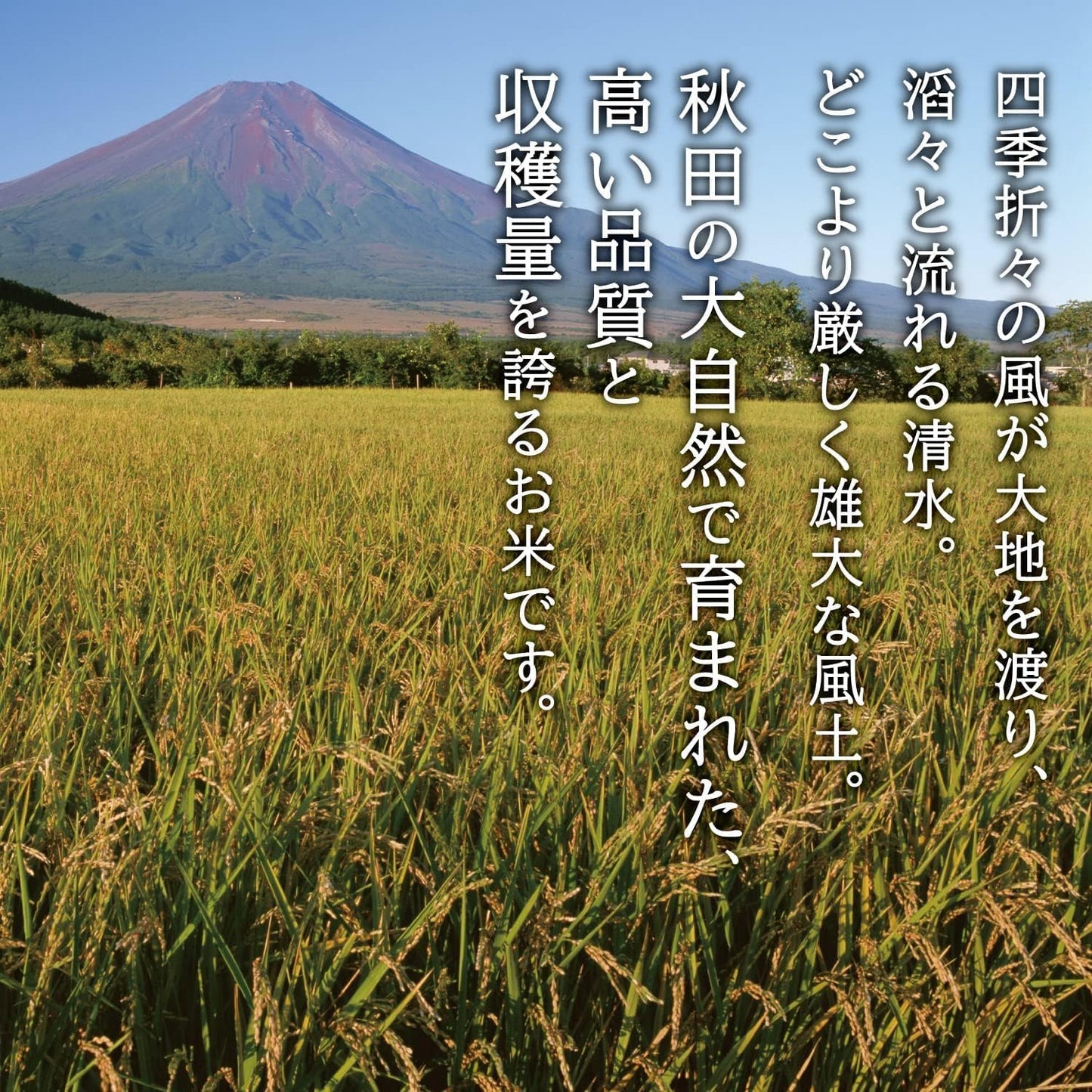 秋田県産 あきたこまち 無洗米 5kg 令和7年産