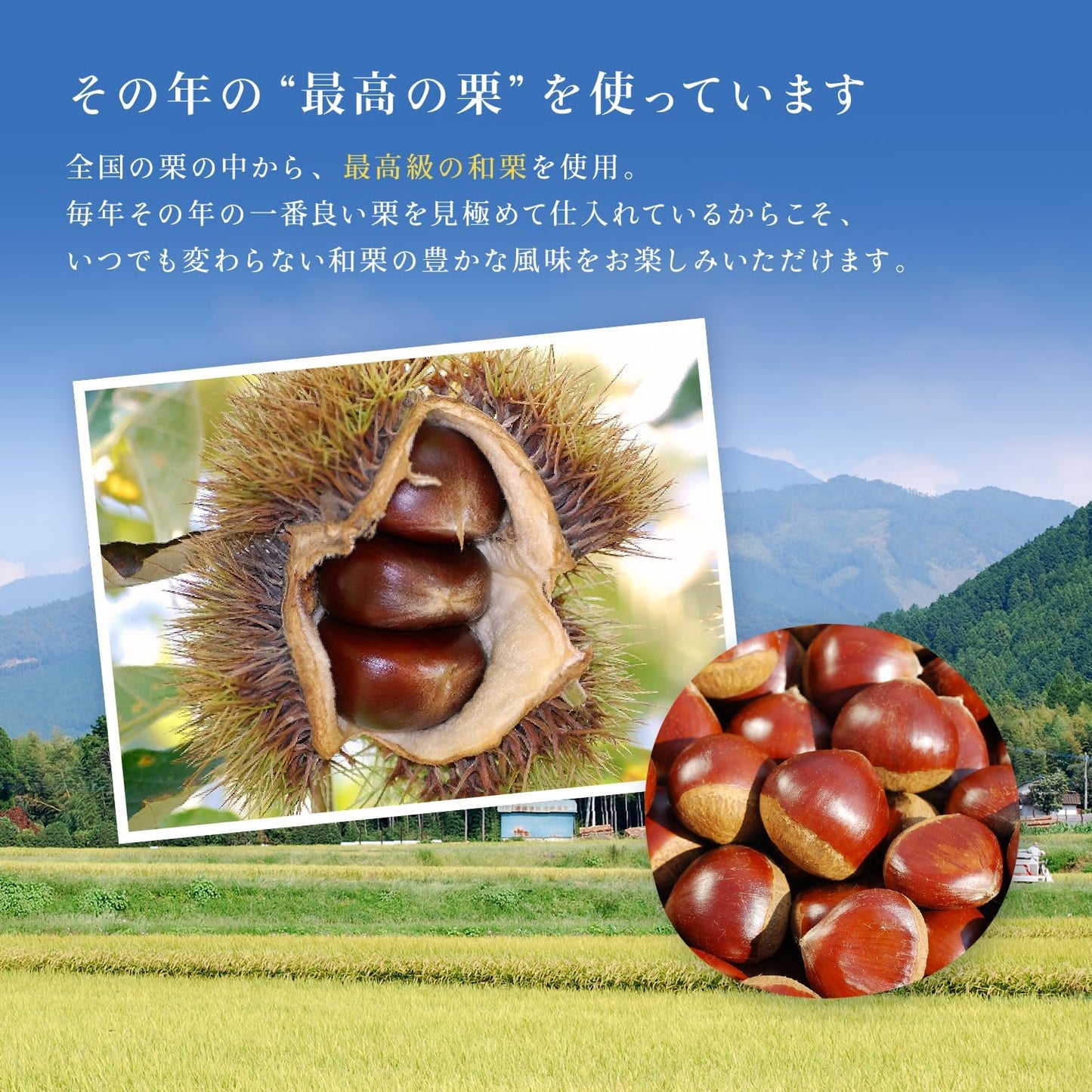 栗りん 栗千本(黄金) 和栗モンブラン大福 モンブランケーキ 高級スイーツ 和菓子 ギフト 誕生日 プレゼント 冷凍 お取り寄せ (通常ギフト)