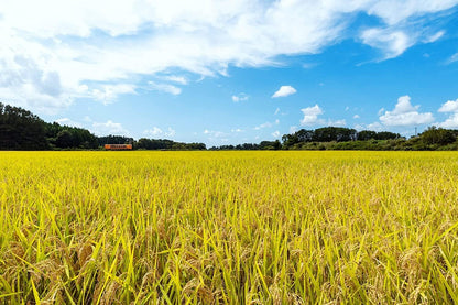 パールライス 青森県産 白米 青天の霹靂 5kg 令和7年産