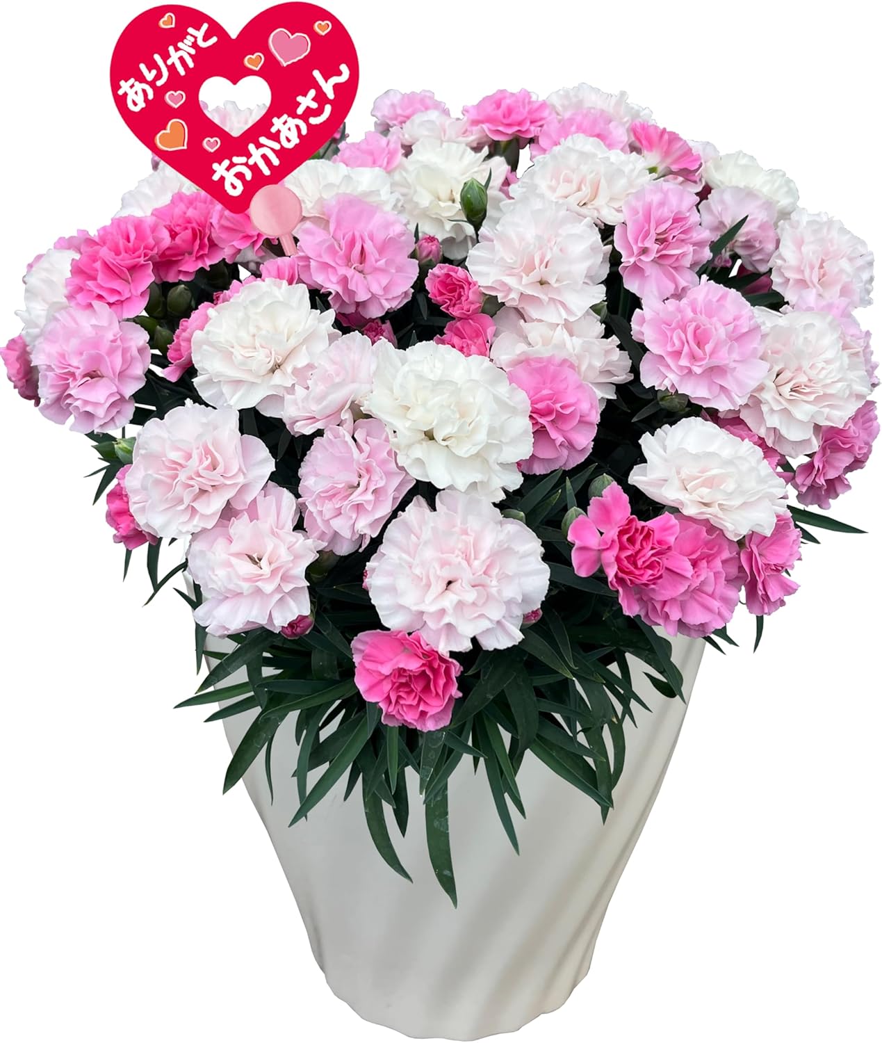 花のギフト社 母の日 花 カーネーション 母の日ギフト 鉢植え プレゼント いちごホイップ 7号