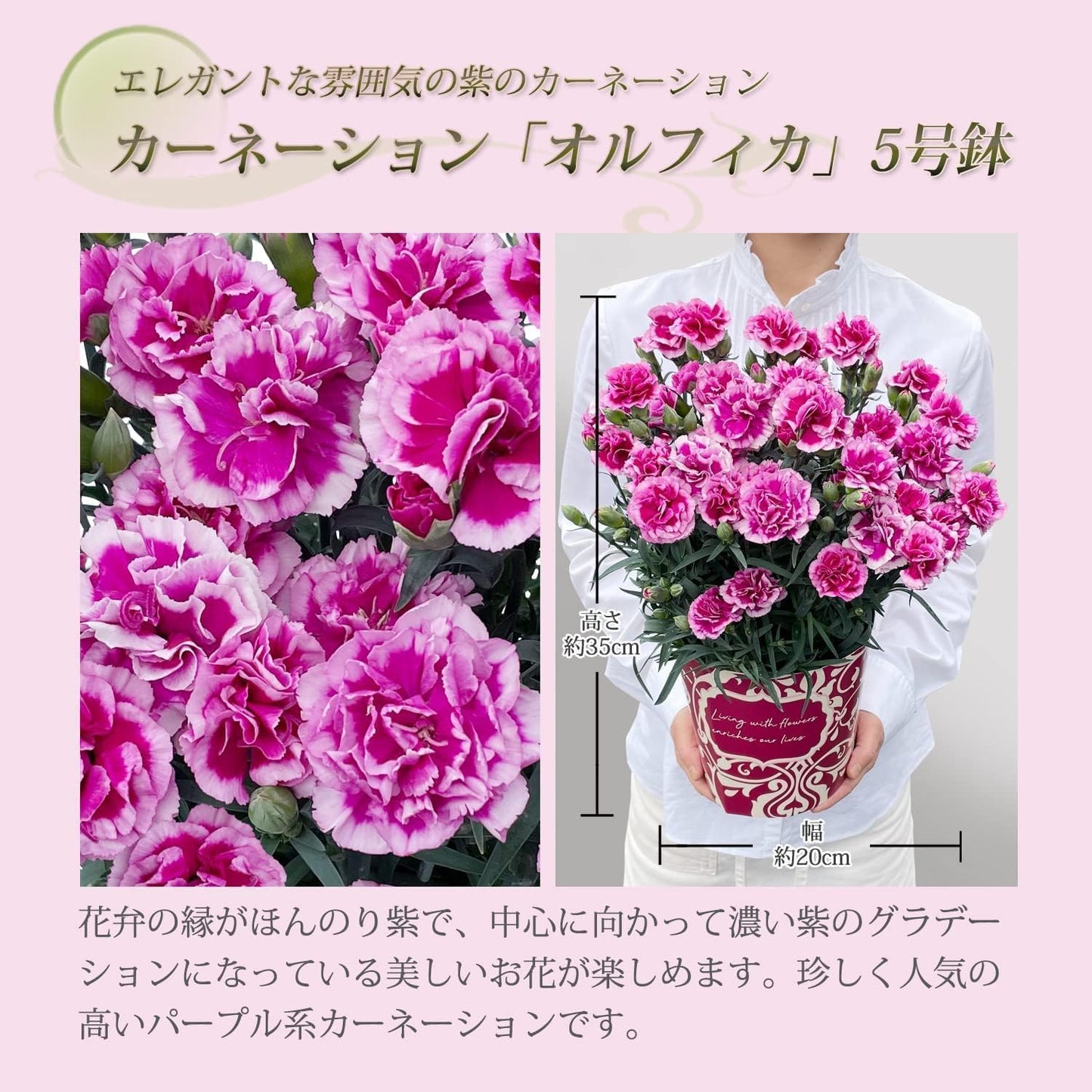 花のギフト社 母の日 花とスイーツ 花 鉢植え カーネーション 花鉢 プレゼント お菓子 スイーツ