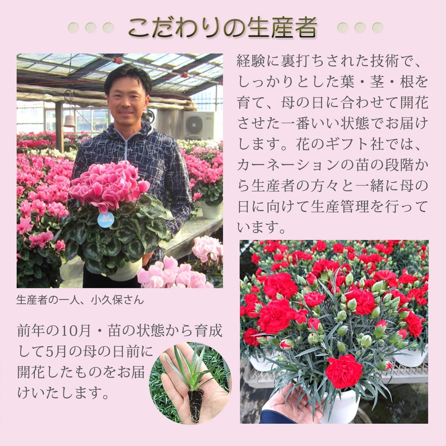 花のギフト社 母の日 花 カーネーション 母の日ギフト 鉢植え プレゼント いちごホイップ 7号