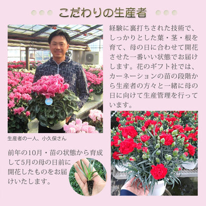 花のギフト社 母の日 花 カーネーション 母の日ギフト 鉢植え プレゼント いちごホイップ 7号