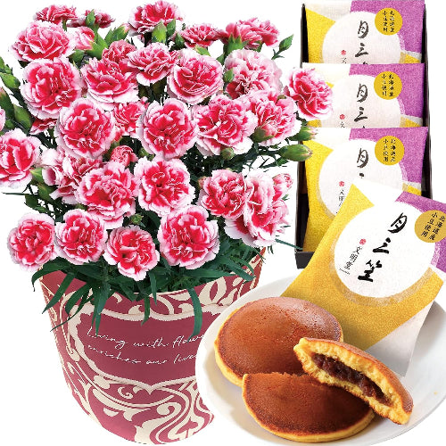 花のギフト社 母の日 花とスイーツ 花 鉢植え カーネーション 花鉢 プレゼント お菓子 スイーツ