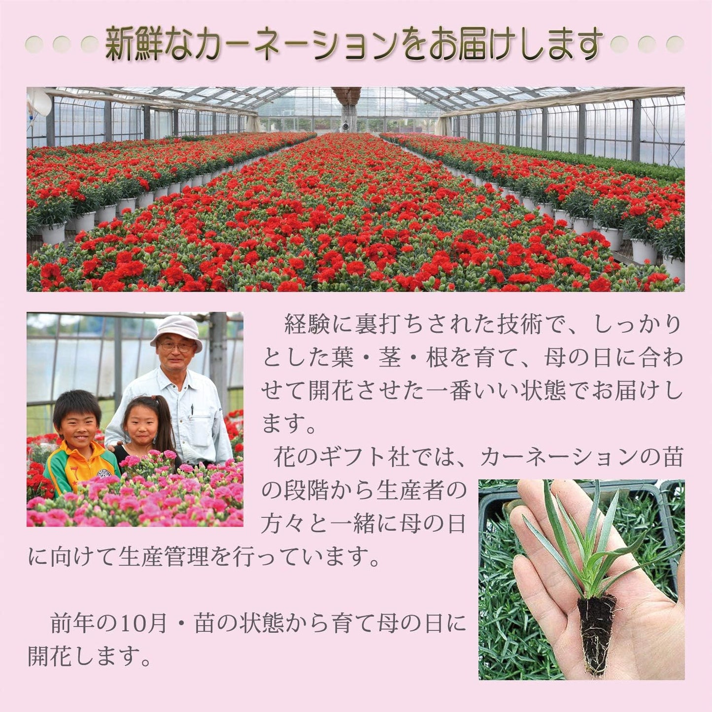 花のギフト社 母の日 花とスイーツ 花 鉢植え カーネーション 花鉢 プレゼント お菓子 スイーツ
