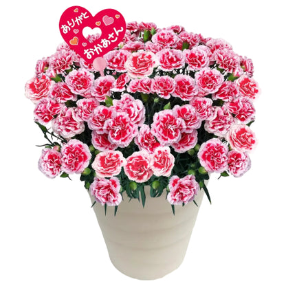 花のギフト社 母の日 花 カーネーション 母の日ギフト 鉢植え プレゼント いちごホイップ 7号