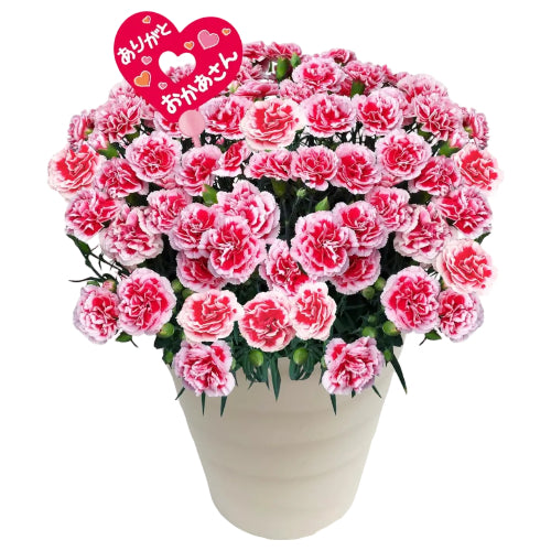 花のギフト社 母の日 花 カーネーション 母の日ギフト 鉢植え プレゼント いちごホイップ 7号