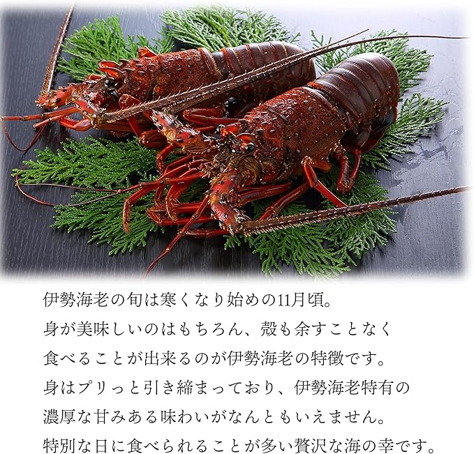 伊勢海老 【千葉県産】 4-6尾 約450g 冷凍 海老/プライドフィッシュ認定品 自宅用 小ぶりの伊勢えび/刺身 味噌汁 おせち 海鮮 エビ 伊勢エビ 伊勢えび
