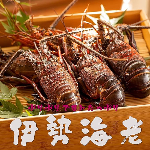 伊勢海老 【千葉県産】 4-6尾 約450g 冷凍 海老/プライドフィッシュ認定品 自宅用 小ぶりの伊勢えび/刺身 味噌汁 おせち 海鮮 エビ 伊勢エビ 伊勢えび