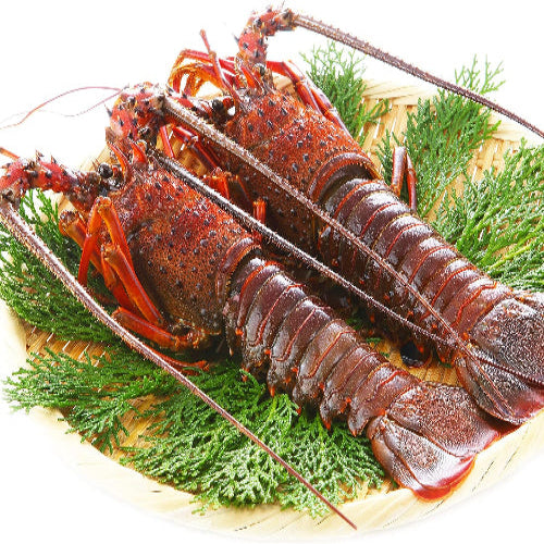 伊勢海老 【千葉県産】 4-6尾 約450g 冷凍 海老/プライドフィッシュ認定品 自宅用 小ぶりの伊勢えび/刺身 味噌汁 おせち 海鮮 エビ 伊勢エビ 伊勢えび